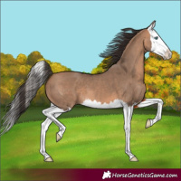 Horse Color:Bay Dun Splash