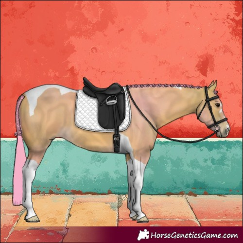 Horse Color:Watercolor Buckskin Tobiano 