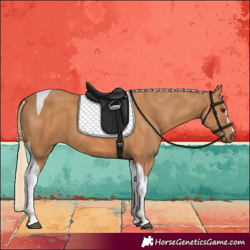 Horse Color:Chestnut Tobiano 