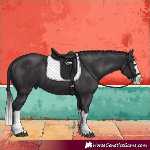 Horse Color:Smoky Black Splash 