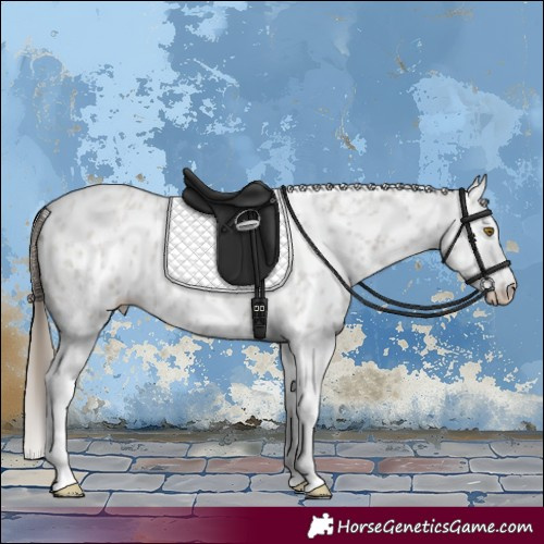 Horse Color:Classic Cream Champagne Roan Splash Skewed Appaloosa 