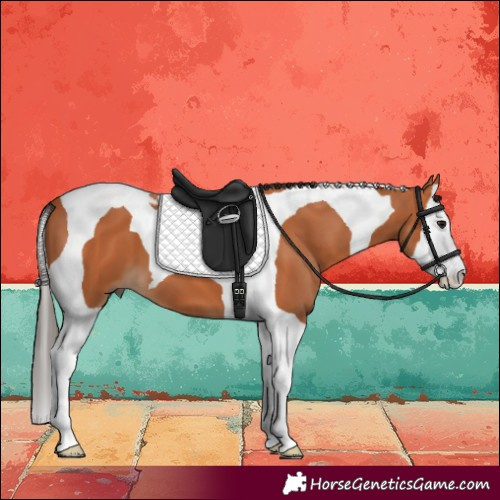 Horse Color:Bay Splash Tobiano 