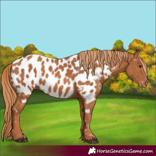 Horse Color:Chestnut Appaloosa
