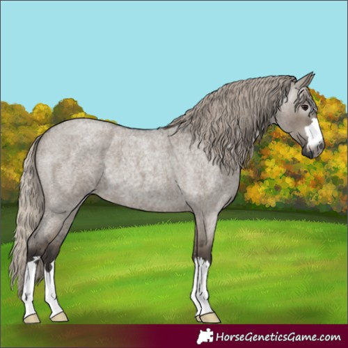 Horse Color:Gray Silver Grullo Roan 