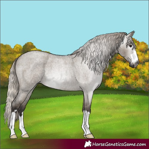 Horse Color:Gray Silver Grullo Roan 
