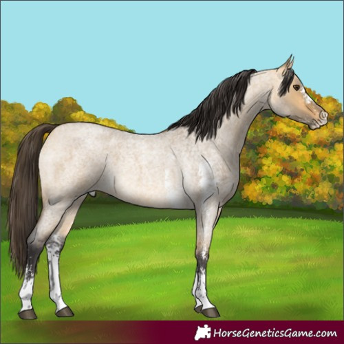Horse Color:Buckskin Roan Dun Sabino Rabicano 