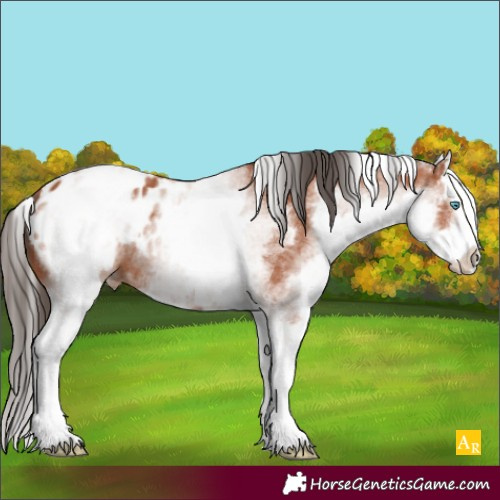 Horse Color:White Spotted Bay Splash Appaloosa 
