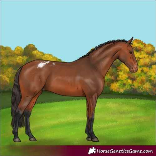Horse Color:Bay Appaloosa 