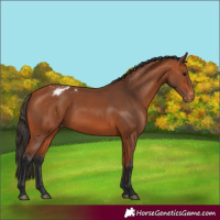 Horse Color:Bay Varnish