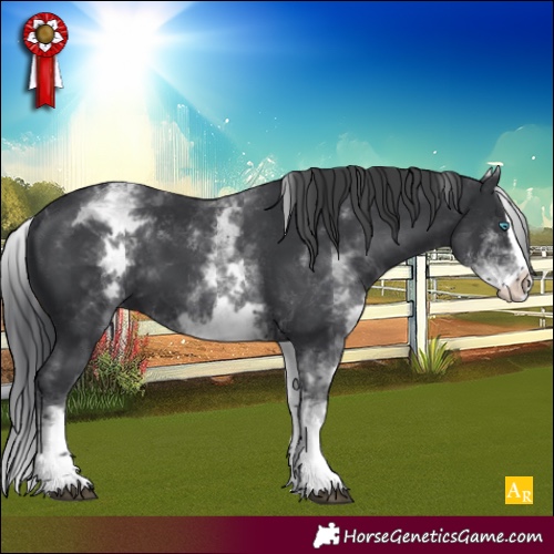 Horse Color:White Spotted Black Splash 