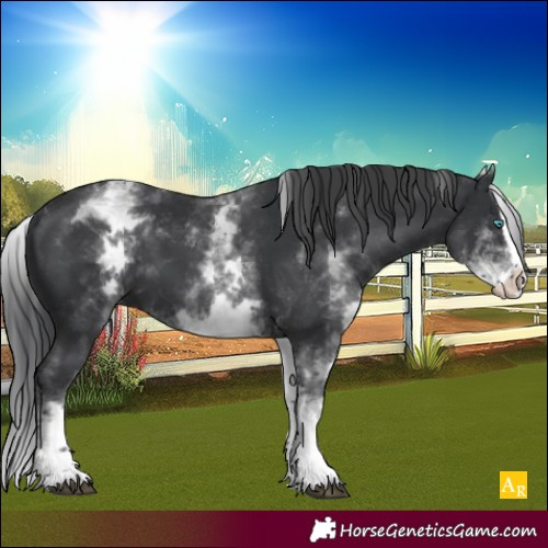 Horse Color:White Spotted Black Splash 