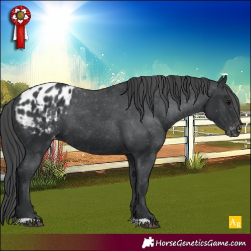 Horse Color:Black Blanket 
