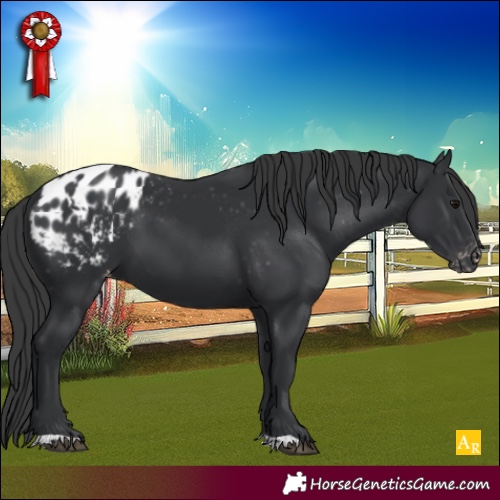 Horse Color:Black Appaloosa