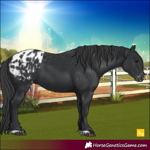 Horse Color:Black Appaloosa 