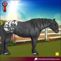 Horse Color:Black Blanket 