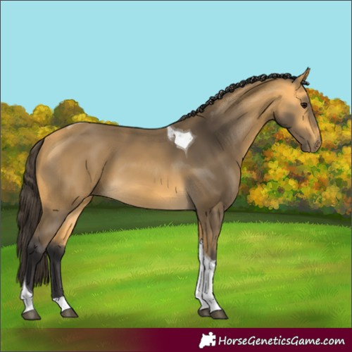 Horse Color:Buckskin Tobiano