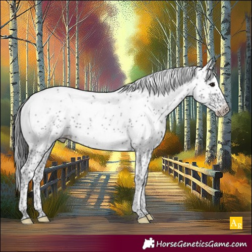 Horse Color:Black Sabino Appaloosa 