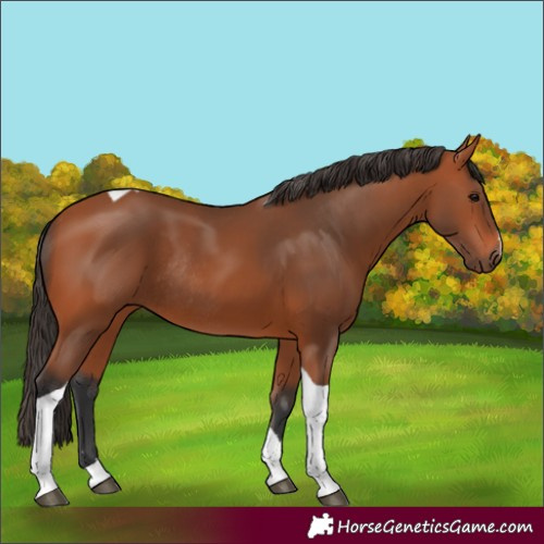 Horse Color:Bay Tobiano Rabicano 