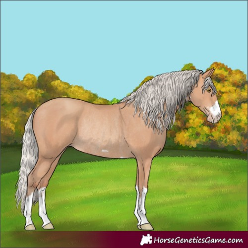 Horse Color:Silver Amber Champagne Rabicano