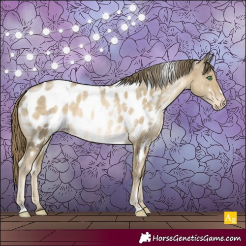 Horse Color:White Spotted Smoky Black Pearl Appaloosa Rabicano 