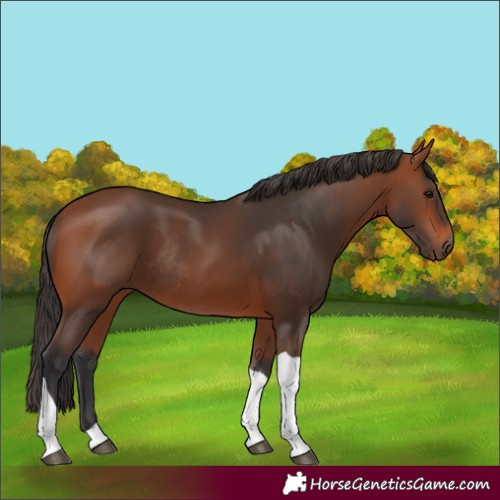 Horse Color:Bay Tobiano Rabicano 