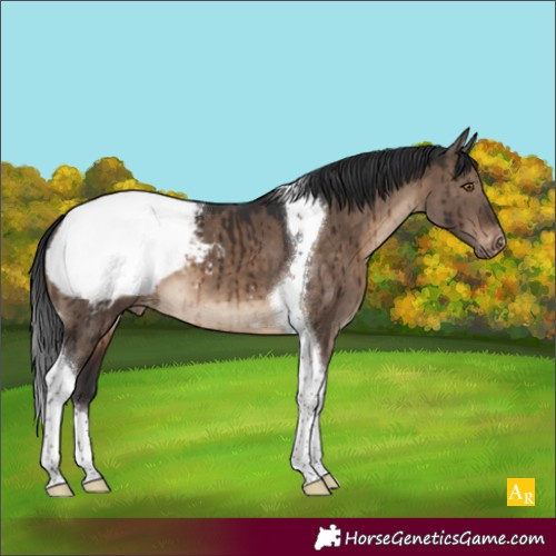 Horse Color:Brown Dun Tobiano Appaloosa Brindle 