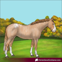Horse Color:Red Roan Splash Varnish 