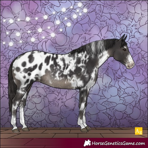 Horse Color:White Spotted Smoky Black Sabino Appaloosa Rabicano