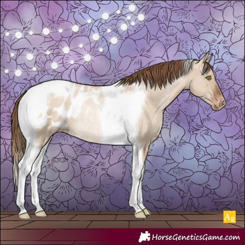 Horse Color:Liver Red Dun Pearl Tobiano Appaloosa Rabicano