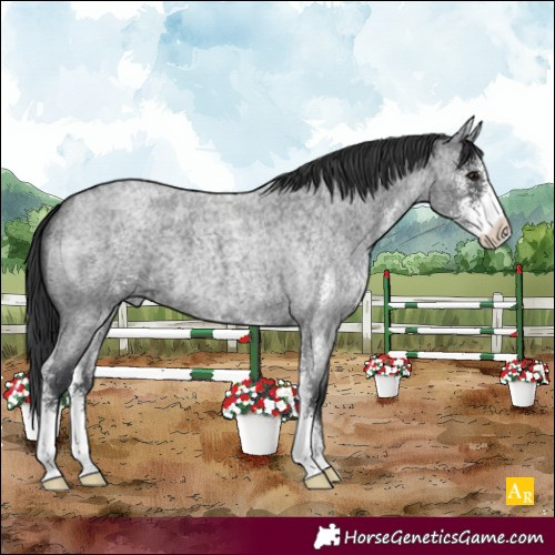 Horse Color:Blue Roan Sabino