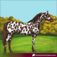Horse Color:Gray Chestnut Leopard 