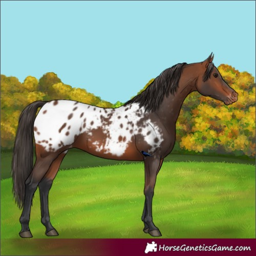 Horse Color:Bay Appaloosa Rabicano 