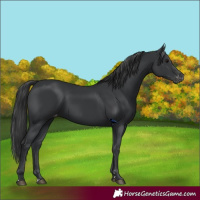 Horse Color:Black Appaloosa 