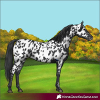 Horse Color:Black Near Leopard