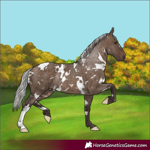 Horse Color:White Spotted Silver Brown Dun Rabicano