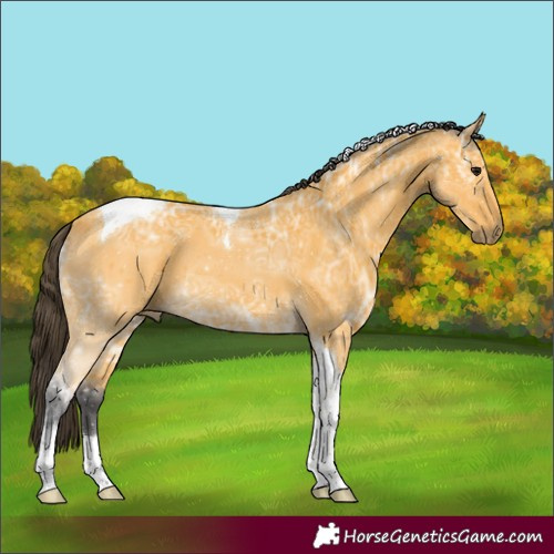 Horse Color:Buckskin Ice Tobiano 