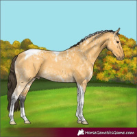 Horse Color:Buckskin Ice Tobiano 