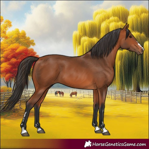Horse Color:Bay 