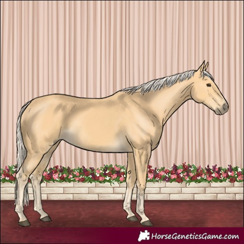 Horse Color:Palomino