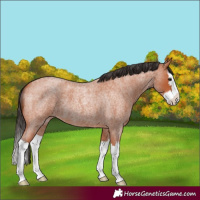 Horse Color:Bay Roan Splash
