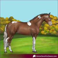 Horse Color:Gray Silver Black Pearl Tobiano