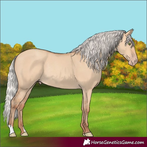 Horse Color:Silver Amber Champagne Dun Rabicano 