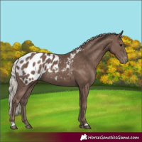 Horse Color:Silver Black Appaloosa