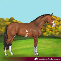 Horse Color:Bay Varnish