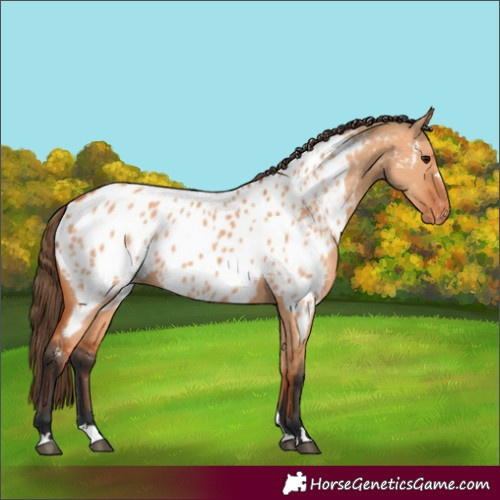 Horse Color:Bay Dun Appaloosa 