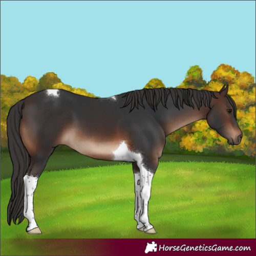 Horse Color:Brown Tobiano 