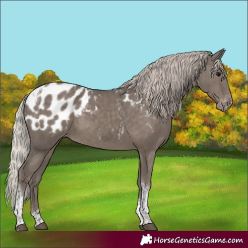 Horse Color:Silver Black Sabino Tobiano Appaloosa Rabicano 
