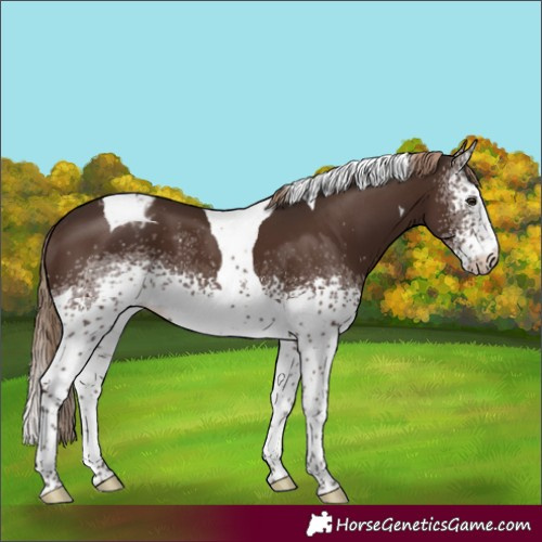 Horse Color:White Spotted Liver Chestnut Tobiano Appaloosa 