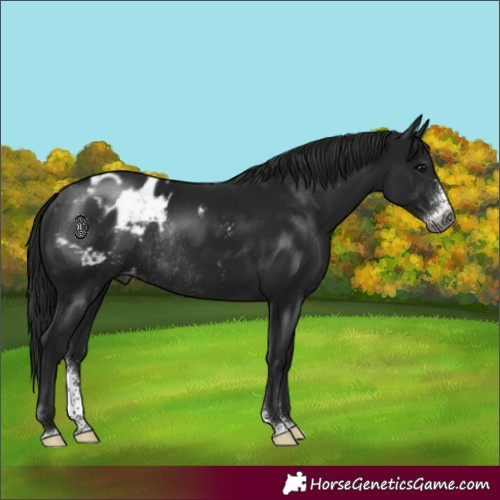 Horse Color:Gray Black Sabino Appaloosa Rabicano 