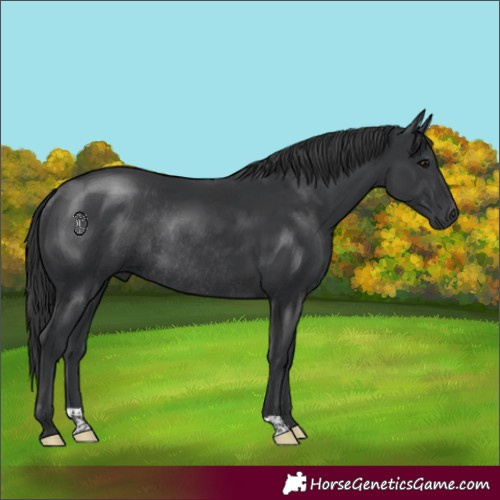 Horse Color:Black Rabicano